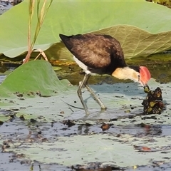 Irediparra gallinacea at Kakadu, NT - 18 May 2025 08:06 AM