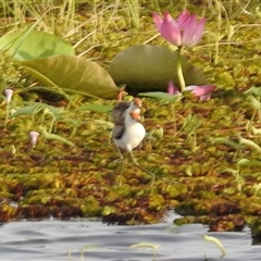 Irediparra gallinacea at Kakadu, NT - 18 May 2025 08:06 AM
