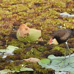 Irediparra gallinacea at Kakadu, NT - 18 May 2025 08:06 AM