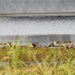 Irediparra gallinacea at Kakadu, NT - 18 May 2025 08:06 AM