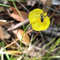 Syrphidae (family) at Upper Kangaroo River, NSW - 30 Dec 2018 by Cheryl