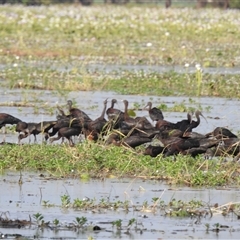 Plegadis falcinellus at Kakadu, NT - 18 May 2025 by HelenCross