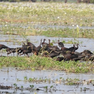 Plegadis falcinellus at Kakadu, NT - 18 May 2025 by HelenCross