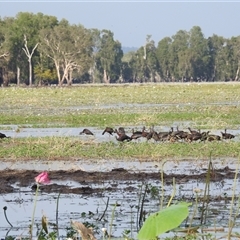 Plegadis falcinellus at Kakadu, NT - 18 May 2025 08:26 AM