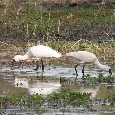 Platalea regia at Kakadu, NT - 18 May 2025 by HelenCross