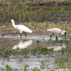 Platalea regia at Kakadu, NT - 18 May 2025 08:18 AM