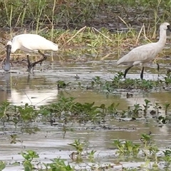 Platalea regia at Kakadu, NT - 18 May 2025 08:18 AM