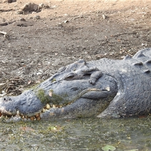 Crocodylus porosus at Kakadu, NT - 18 May 2025 by HelenCross