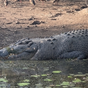 Crocodylus porosus at Kakadu, NT - 18 May 2025 08:29 AM