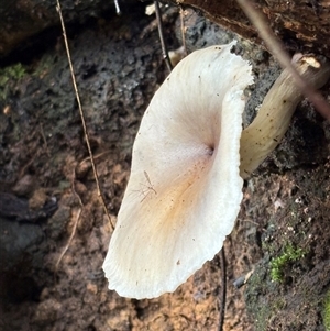 Omphalotus nidiformis at Caparra, NSW - Yesterday by maznee
