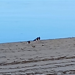 Haematopus longirostris (Australian Pied Oystercatcher) at Lake Illawarra, NSW - 24 May 2025 by plants