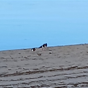 Haematopus longirostris (Australian Pied Oystercatcher) at Lake Illawarra, NSW - Today by plants