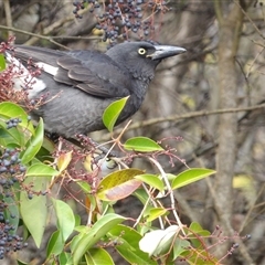 Strepera graculina at Braidwood, NSW - Today by MatthewFrawley