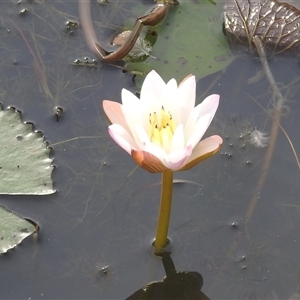 Unverified Other Fresh Water Plant at Kakadu, NT - 18 May 2025 by HelenCross