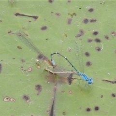 Unverified Damselfly (Zygoptera) at Kakadu, NT - 18 May 2025 by HelenCross
