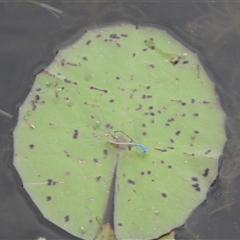 Pseudagrion microcephalum at Kakadu, NT - 18 May 2025 08:44 AM