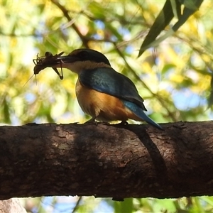 Todiramphus sanctus at Kakadu, NT - 18 May 2025 by HelenCross