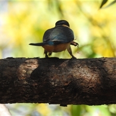 Todiramphus sanctus at Kakadu, NT - 18 May 2025 09:54 AM