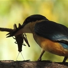 Todiramphus sanctus at Kakadu, NT - 18 May 2025 09:54 AM