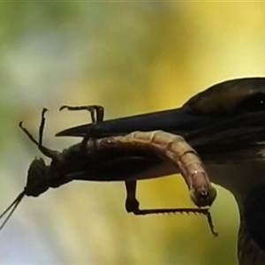 Unverified Grasshopper, Cricket or Katydid (Orthoptera) at Kakadu, NT - 18 May 2025 by HelenCross