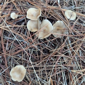 Unverified Cap on a stem; gills below cap [mushrooms or mushroom-like] at Duffy, ACT - Today by Miranda