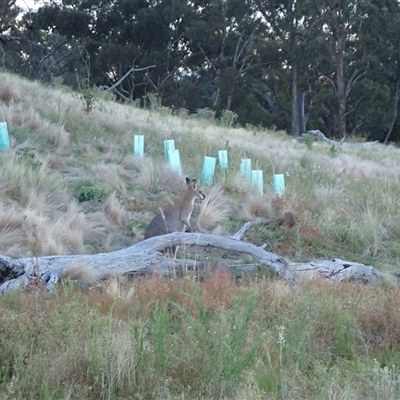 Notamacropus rufogriseus (Red-necked Wallaby) at Ballyroe, NSW - 1 Jan 2019 by TwoRivers