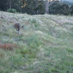 Notamacropus rufogriseus at Ballyroe, NSW - suppressed
