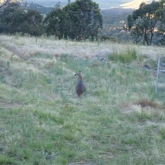 Notamacropus rufogriseus at Ballyroe, NSW - suppressed