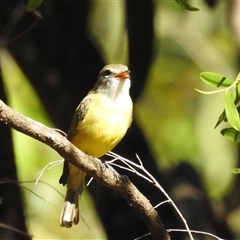 Microeca flavigaster at Kakadu, NT - 18 May 2025 by HelenCross