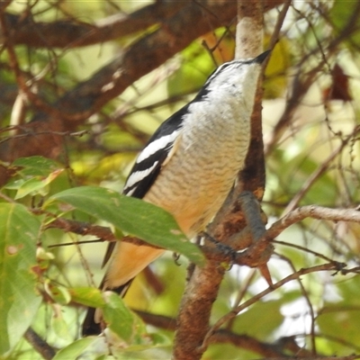 Lalage leucomela at Kakadu, NT - 18 May 2025 by HelenCross