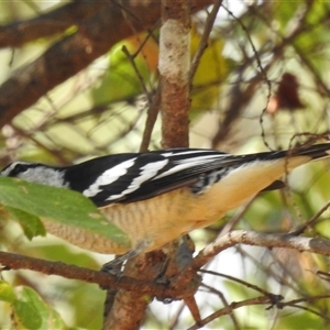 Lalage leucomela at Kakadu, NT - 18 May 2025 10:19 AM