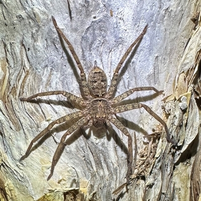 Heteropoda sp. (genus) (Huntsman spider) at Arakoon, NSW - 6 May 2025 by Pirom