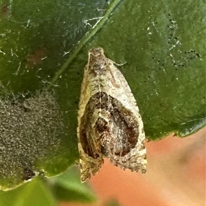 Acroceuthes metaxanthana by Pirom