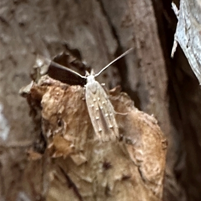 Leptozestis (genus) (A Gelechioid moth (Cosmopterigidae) at Arakoon, NSW - 8 May 2025 by Pirom