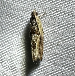 Melanodaedala scopulosana at Arakoon, NSW - 8 May 2025 09:17 PM