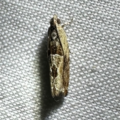 Olethreutinae (subfamily) at Arakoon, NSW - 8 May 2025 by Pirom