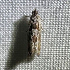 Melanodaedala scopulosana at Arakoon, NSW - 8 May 2025 09:17 PM