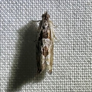 Melanodaedala scopulosana at Arakoon, NSW - 8 May 2025 09:17 PM