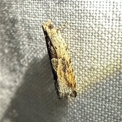 Melanodaedala scopulosana at Arakoon, NSW - 8 May 2025 09:17 PM
