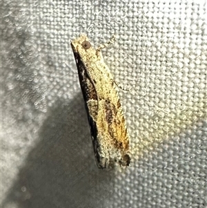 Melanodaedala scopulosana at Arakoon, NSW - 8 May 2025 09:17 PM