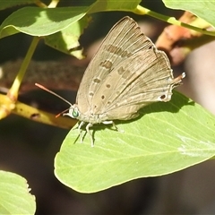 Unverified Blue or Copper (Lycaenidae) at Kakadu, NT - 18 May 2025 by HelenCross