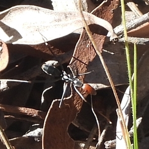 Leptomyrmex sp. (genus) at Jingera, NSW - 11 May 2025 10:16 AM