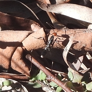 Leptomyrmex sp. (genus) at Jingera, NSW - 11 May 2025 10:16 AM