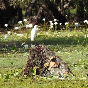 Unverified Colonial nesters (Herons, Cormorants, etc) at Kakadu, NT - 18 May 2025 by HelenCross