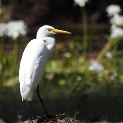 Ardea alba at Kakadu, NT - 18 May 2025 11:29 AM