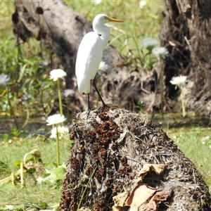 Ardea alba at Kakadu, NT - 18 May 2025 11:29 AM