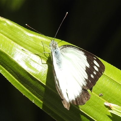 Unverified White & Yellow (Pieridae) at Kakadu, NT - 18 May 2025 by HelenCross