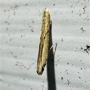 Batrachedra (genus) at Arakoon, NSW - 22 Aug 2024 by Pirom