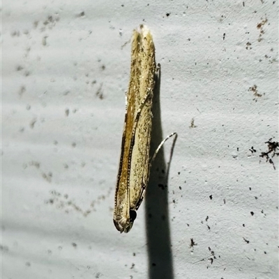 Batrachedra (genus) at Arakoon, NSW - 22 Aug 2024 by Pirom