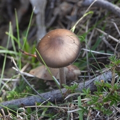 Unverified Fungus at Jingera, NSW - 11 May 2025 by DavidDedenczuk